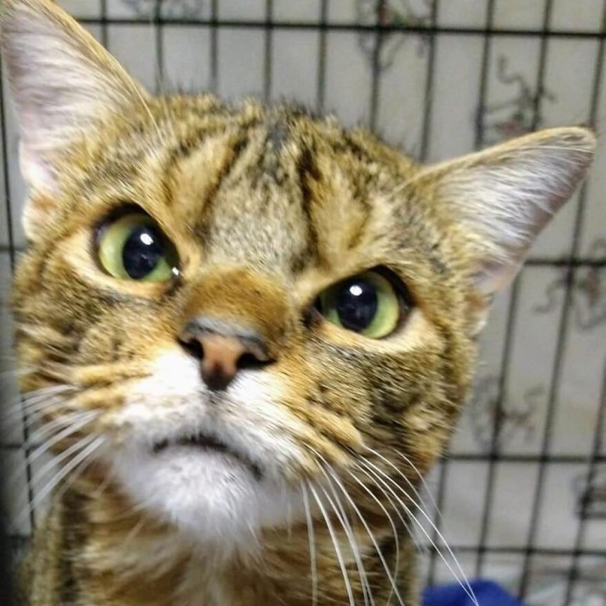 Giggles The Angry Cat Isn&#8217;t Actually Angry And Is, In Fact, A Total Sweetheart (28 Pics)