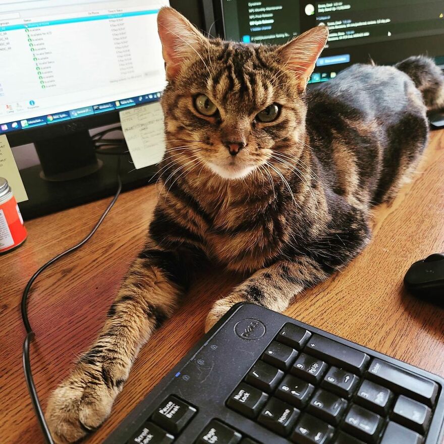 Giggles The Angry Cat Isn&#8217;t Actually Angry And Is, In Fact, A Total Sweetheart (28 Pics)