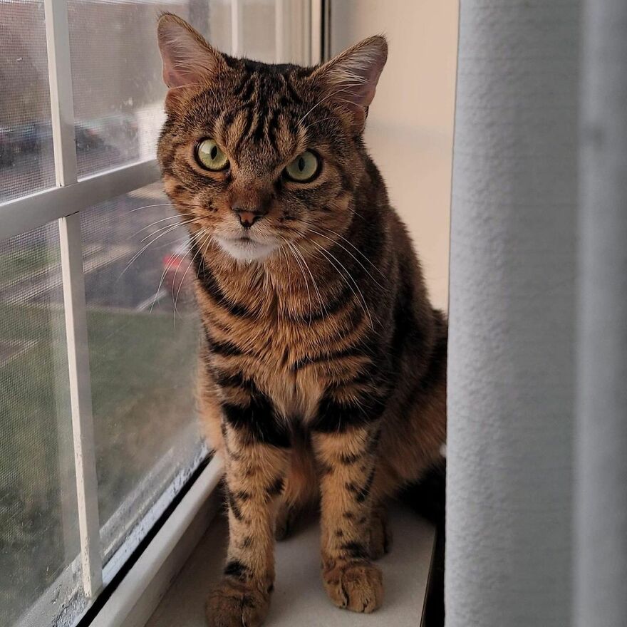 Giggles The Angry Cat Isn&#8217;t Actually Angry And Is, In Fact, A Total Sweetheart (28 Pics)