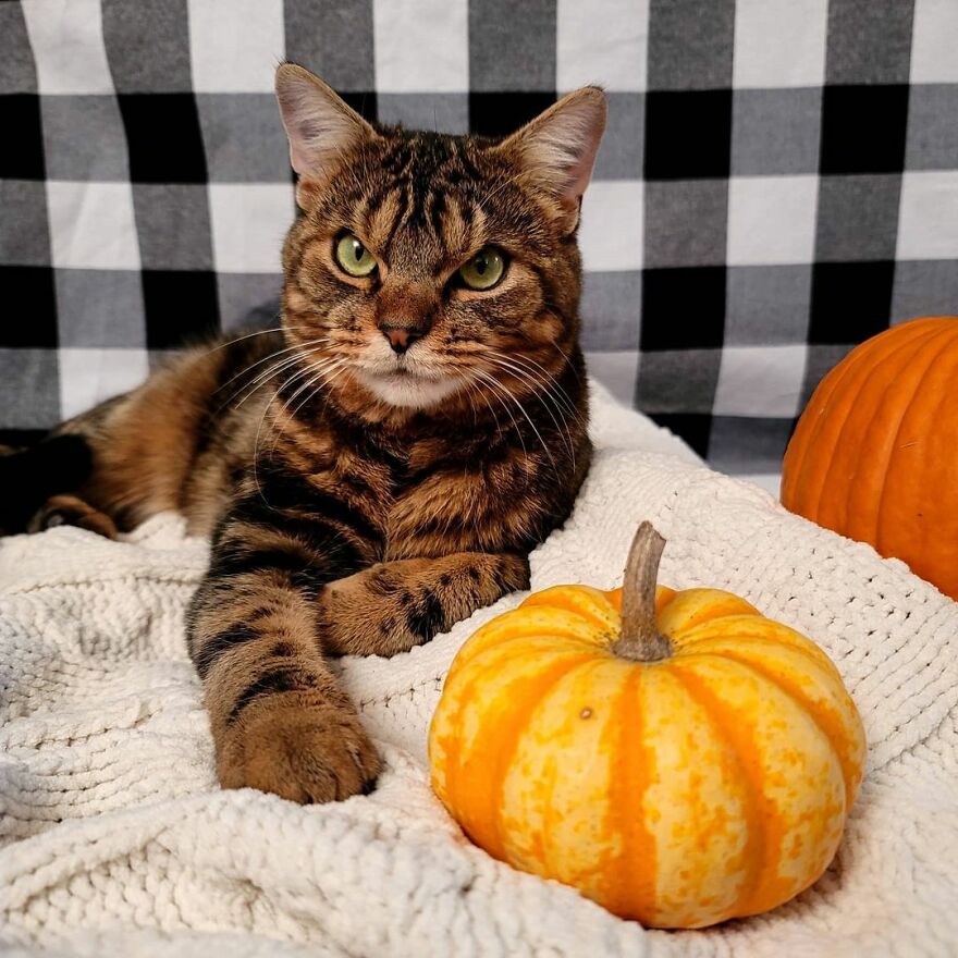 Giggles The Angry Cat Isn&#8217;t Actually Angry And Is, In Fact, A Total Sweetheart (28 Pics)