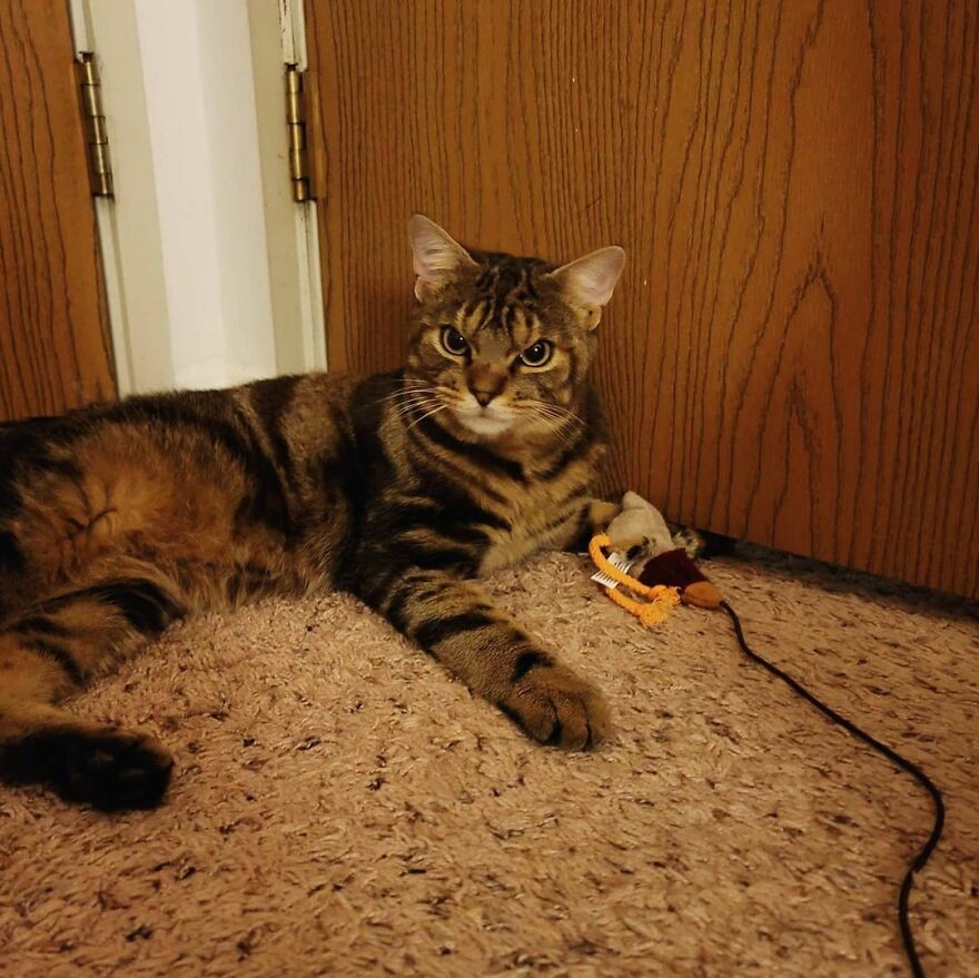 Giggles The Angry Cat Isn&#8217;t Actually Angry And Is, In Fact, A Total Sweetheart (28 Pics)