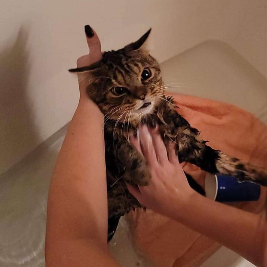 Giggles The Angry Cat Isn&#8217;t Actually Angry And Is, In Fact, A Total Sweetheart (28 Pics)