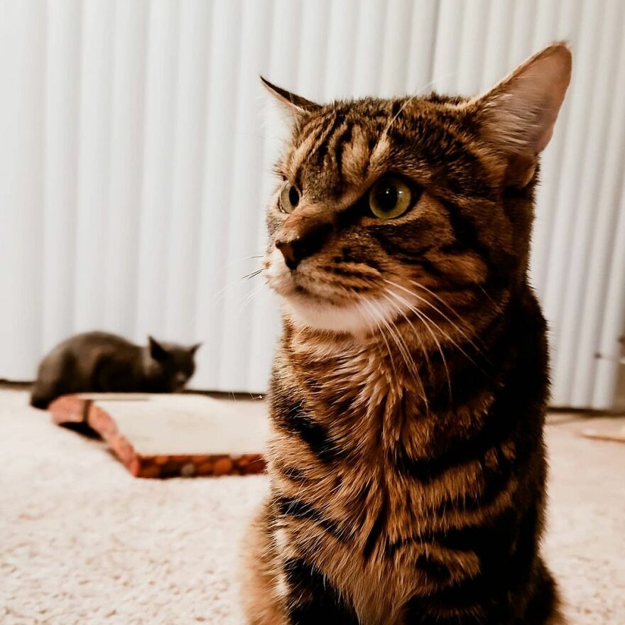 Giggles The Angry Cat Isn&#8217;t Actually Angry And Is, In Fact, A Total Sweetheart (28 Pics)