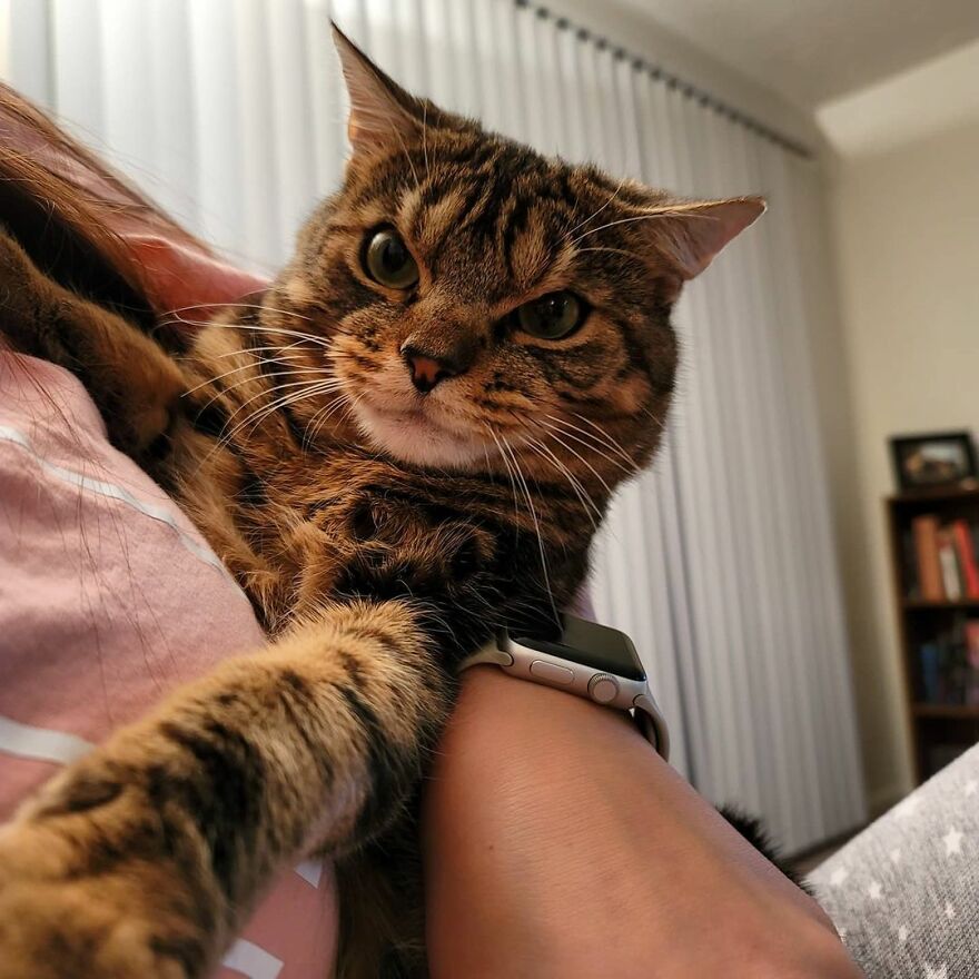 Giggles The Angry Cat Isn&#8217;t Actually Angry And Is, In Fact, A Total Sweetheart (28 Pics)