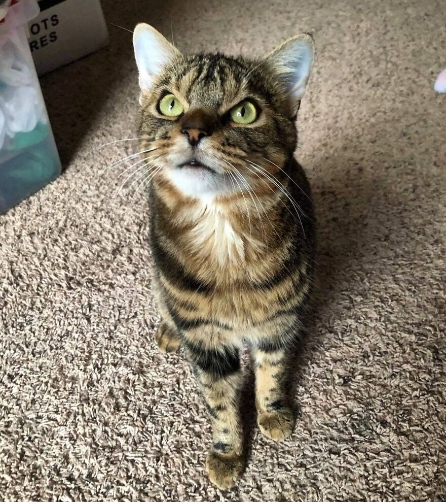 Giggles The Angry Cat Isn&#8217;t Actually Angry And Is, In Fact, A Total Sweetheart (28 Pics)