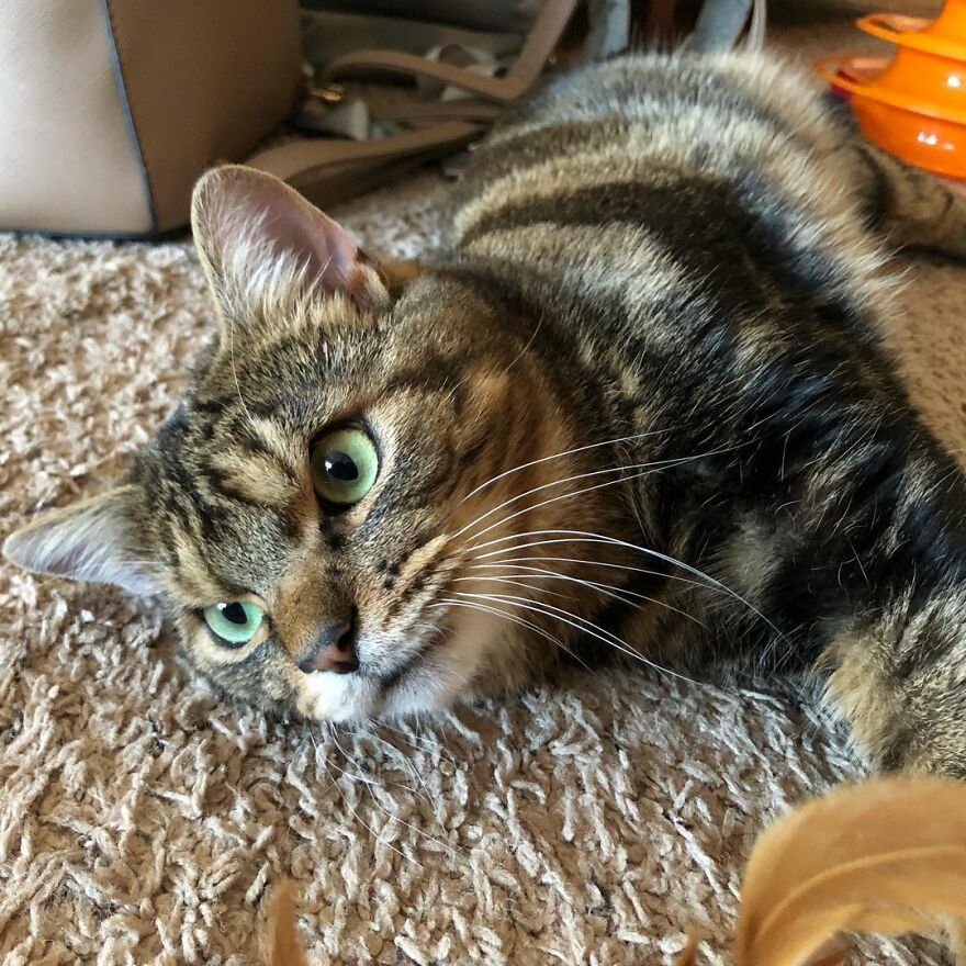 Giggles The Angry Cat Isn&#8217;t Actually Angry And Is, In Fact, A Total Sweetheart (28 Pics)