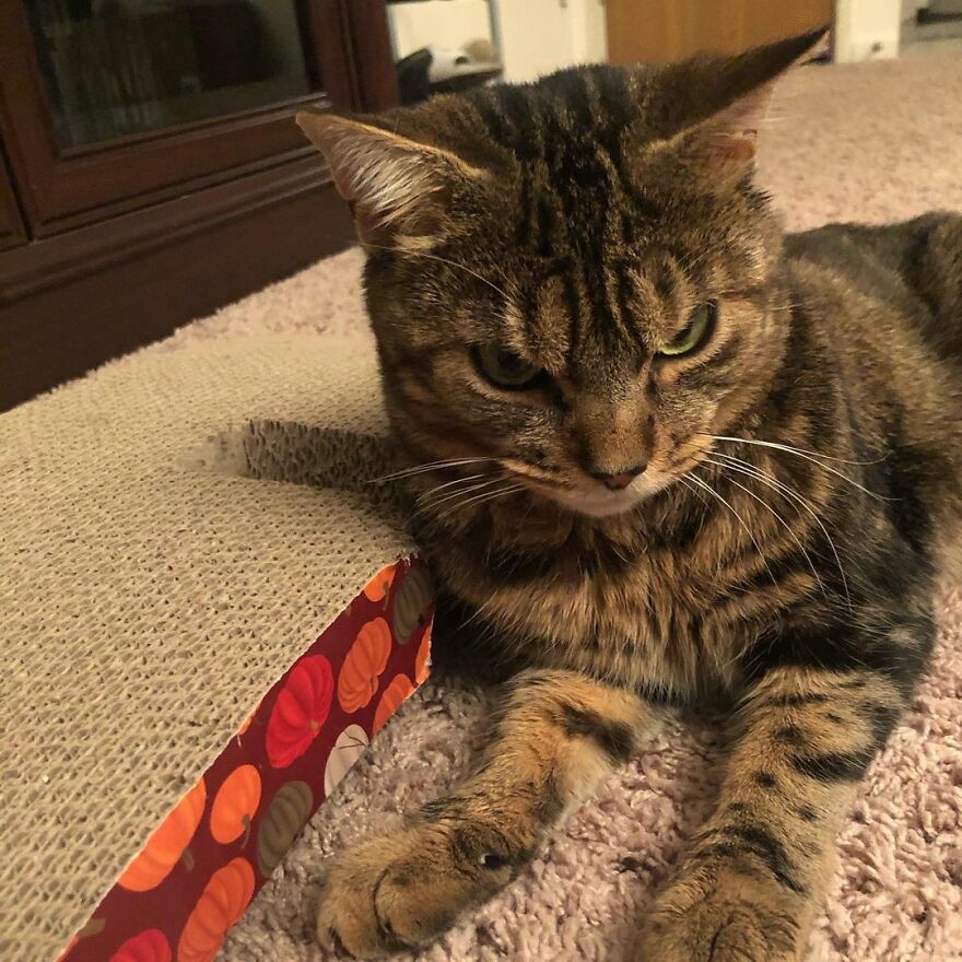 Giggles The Angry Cat Isn&#8217;t Actually Angry And Is, In Fact, A Total Sweetheart (28 Pics)