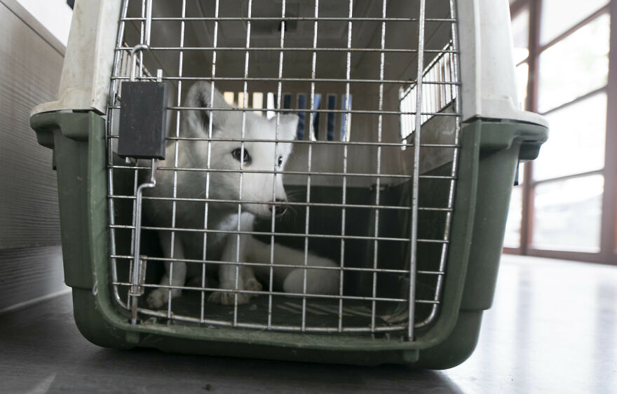 Here’s How A Snow Fox We Rescued From A Fur Farm Reacted To Snow For The First Time In His Life Here’s How A Snow Fox We Rescued From A Fur Farm Reacted To Snow For The First Time In His Life