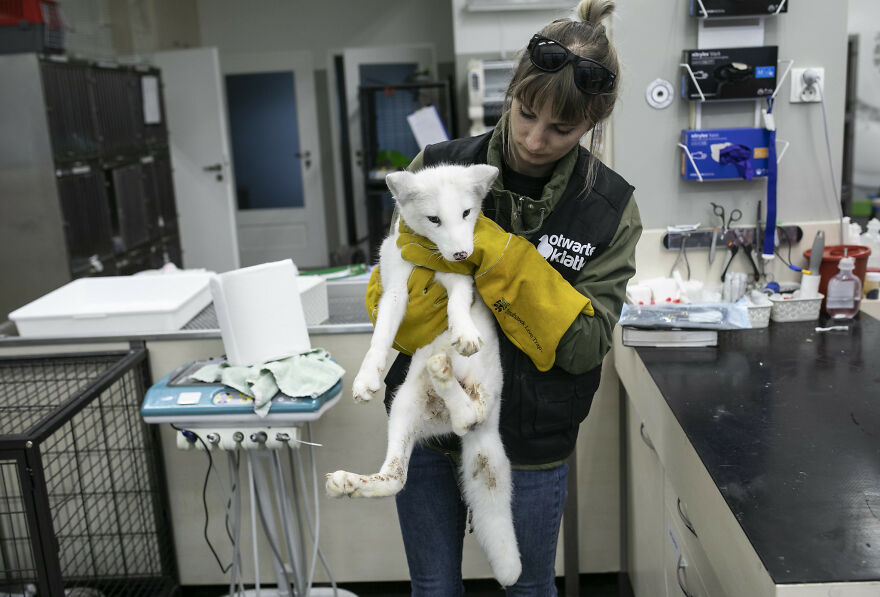 Here’s How A Snow Fox We Rescued From A Fur Farm Reacted To Snow For The First Time In His Life Here’s How A Snow Fox We Rescued From A Fur Farm Reacted To Snow For The First Time In His Life