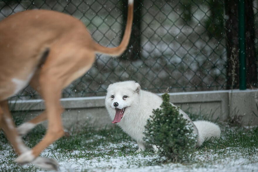 Here’s How A Snow Fox We Rescued From A Fur Farm Reacted To Snow For The First Time In His Life Here’s How A Snow Fox We Rescued From A Fur Farm Reacted To Snow For The First Time In His Life