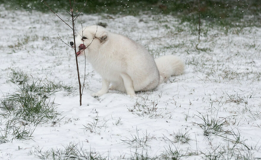 Here’s How A Snow Fox We Rescued From A Fur Farm Reacted To Snow For The First Time In His Life Here’s How A Snow Fox We Rescued From A Fur Farm Reacted To Snow For The First Time In His Life