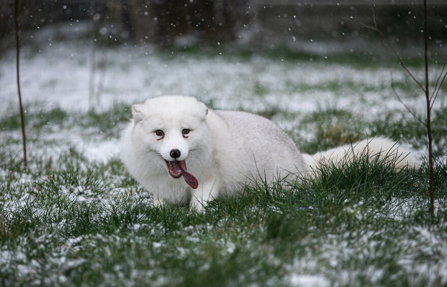 Here’s How A Snow Fox We Rescued From A Fur Farm Reacted To Snow For The First Time In His Life Here’s How A Snow Fox We Rescued From A Fur Farm Reacted To Snow For The First Time In His Life