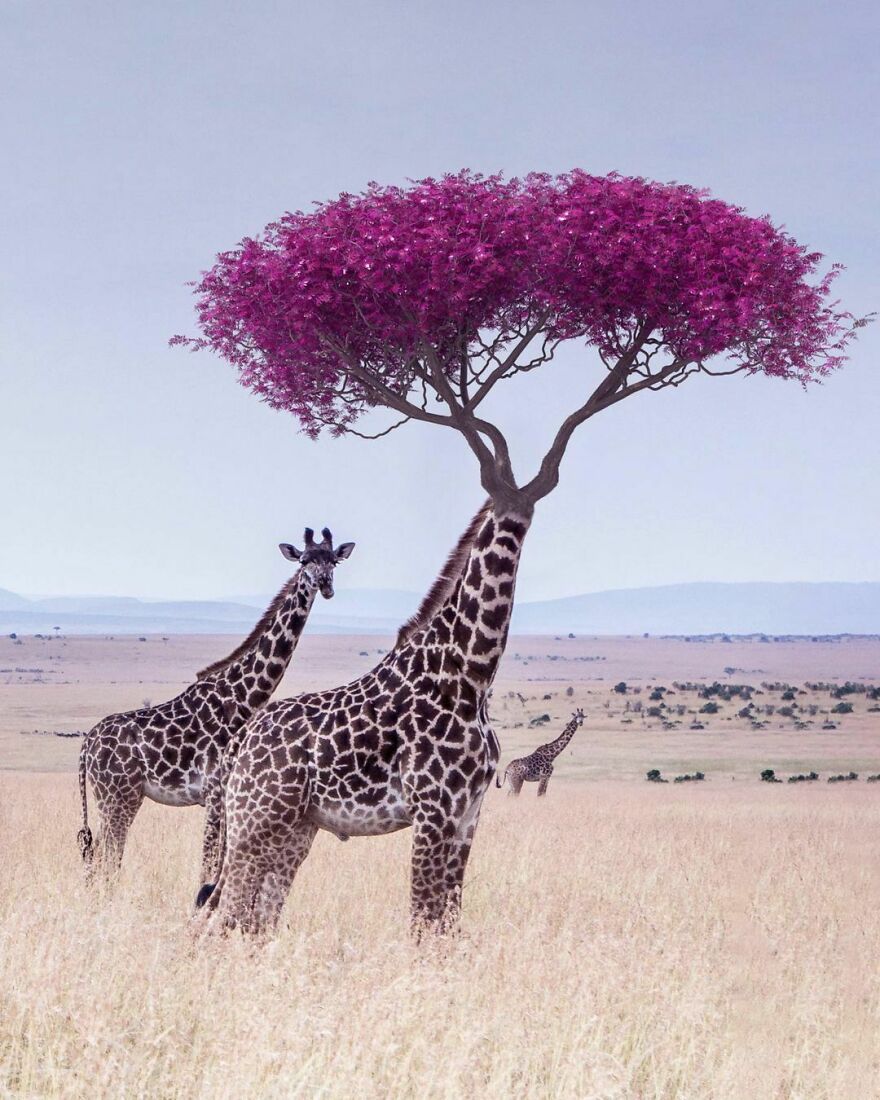 78 Surreal Digital Manipulations From The Artist Behind The Photoshop 2021 Splash Photo 78 Surreal Digital Manipulations From The Artist Behind The Photoshop 2021 Splash Photo