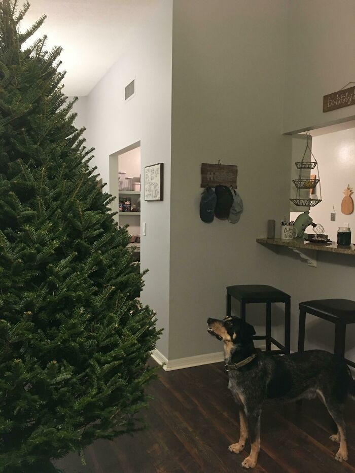 “What’s Wrong With Your Dog?”: People Are Posting Pictures Of ‘Malfunctioning’ Dogs (47 Pics) “What’s Wrong With Your Dog?”: People Are Posting Pictures Of ‘Malfunctioning’ Dogs (47 Pics)