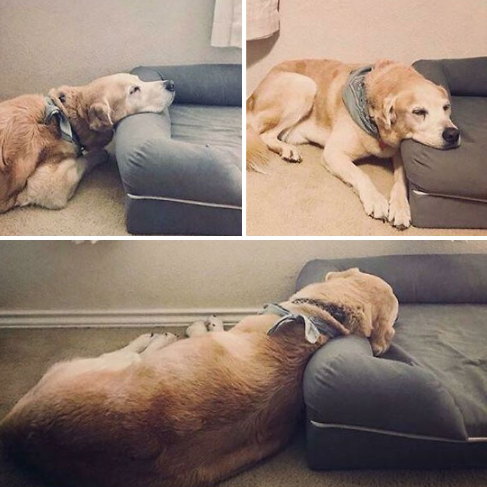 “What’s Wrong With Your Dog?”: People Are Posting Pictures Of ‘Malfunctioning’ Dogs (47 Pics) “What’s Wrong With Your Dog?”: People Are Posting Pictures Of ‘Malfunctioning’ Dogs (47 Pics)