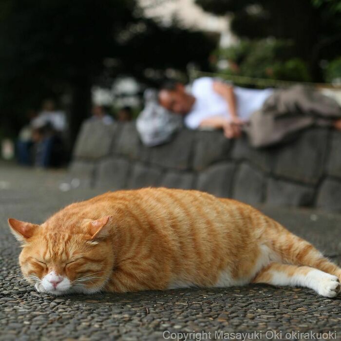 40 Unique Personalities Of Stray Cats As Captured By This Japanese Photographer (New Pics) 40 Unique Personalities Of Stray Cats As Captured By This Japanese Photographer (New Pics)