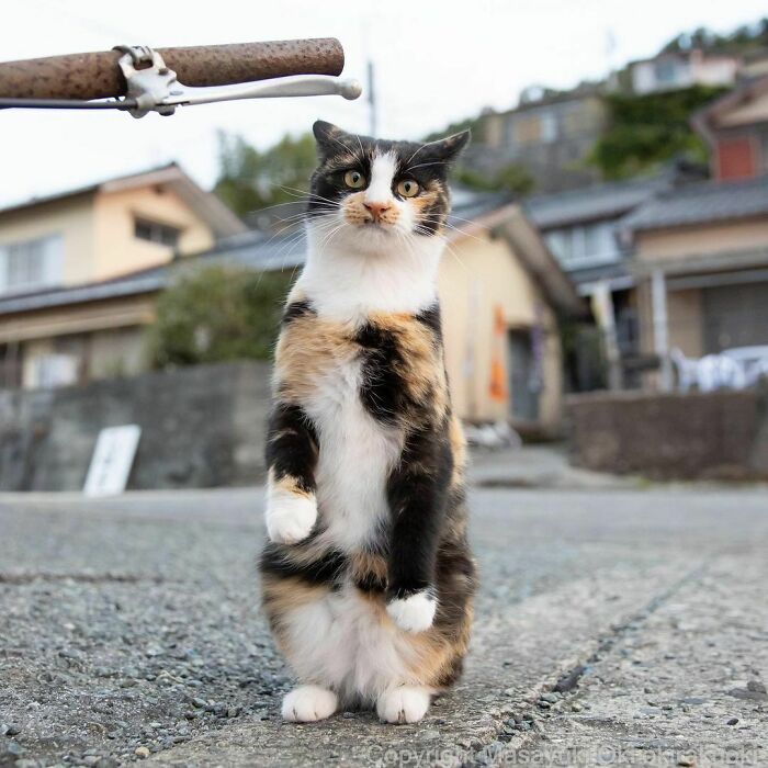 40 Unique Personalities Of Stray Cats As Captured By This Japanese Photographer (New Pics) 40 Unique Personalities Of Stray Cats As Captured By This Japanese Photographer (New Pics)