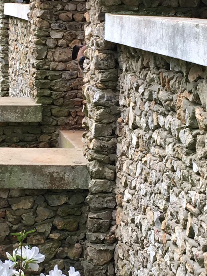 People Post Pics Of Hidden Dogs And The Difficulty Of Finding Them Ranges From 0 To 100