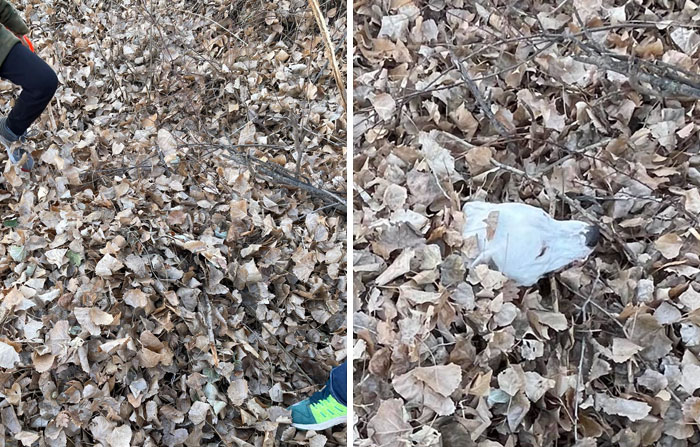 People Post Pics Of Hidden Dogs And The Difficulty Of Finding Them Ranges From 0 To 100