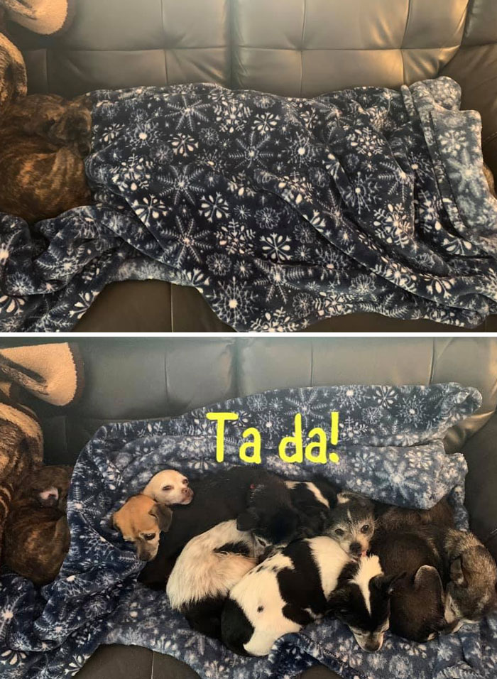 People Post Pics Of Hidden Dogs And The Difficulty Of Finding Them Ranges From 0 To 100