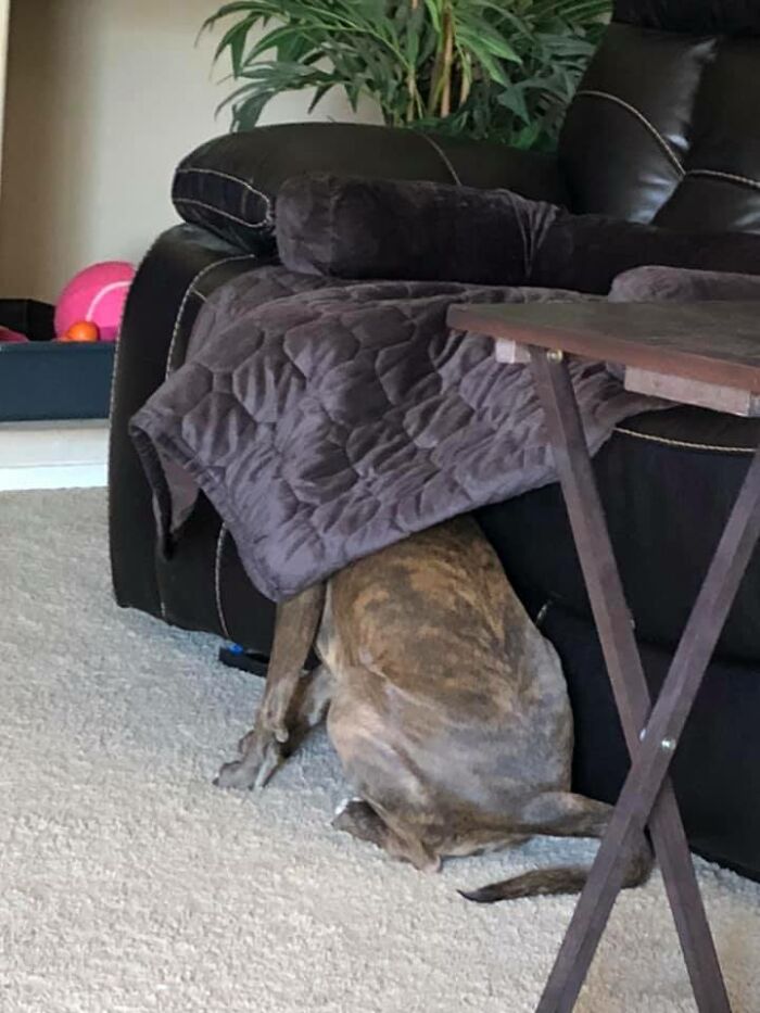 People Post Pics Of Hidden Dogs And The Difficulty Of Finding Them Ranges From 0 To 100