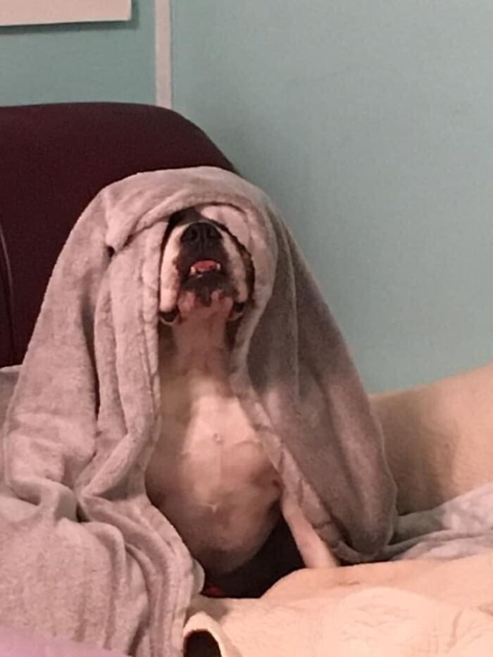 People Post Pics Of Hidden Dogs And The Difficulty Of Finding Them Ranges From 0 To 100