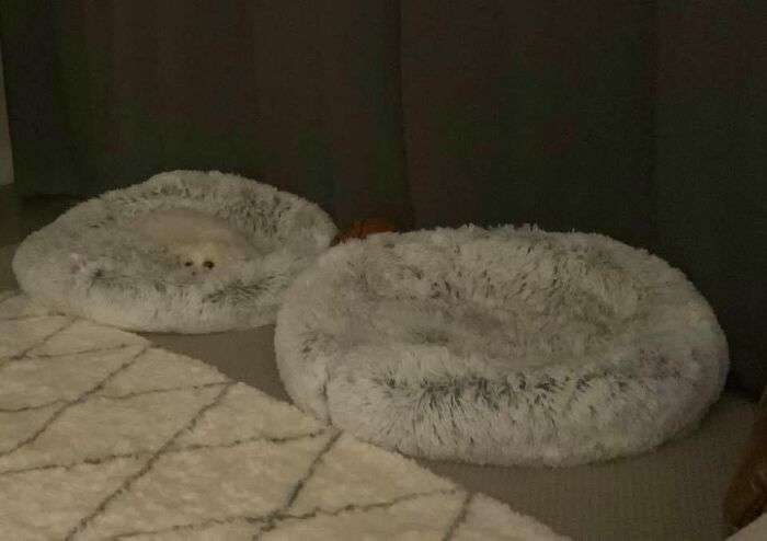 People Post Pics Of Hidden Dogs And The Difficulty Of Finding Them Ranges From 0 To 100