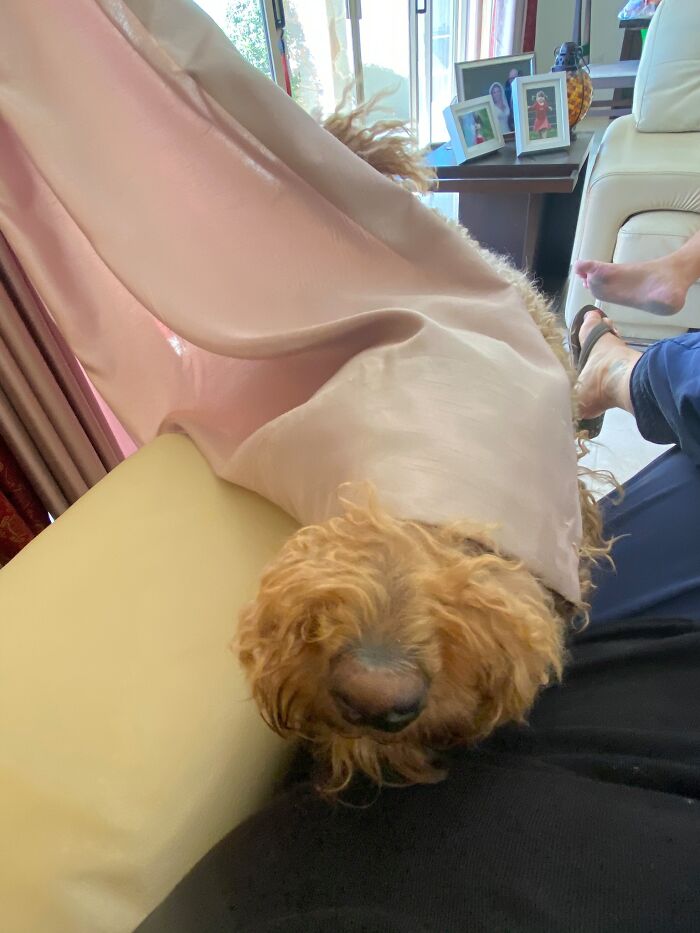 People Post Pics Of Hidden Dogs And The Difficulty Of Finding Them Ranges From 0 To 100