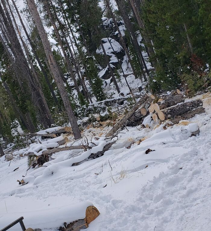 People Post Pics Of Hidden Dogs And The Difficulty Of Finding Them Ranges From 0 To 100