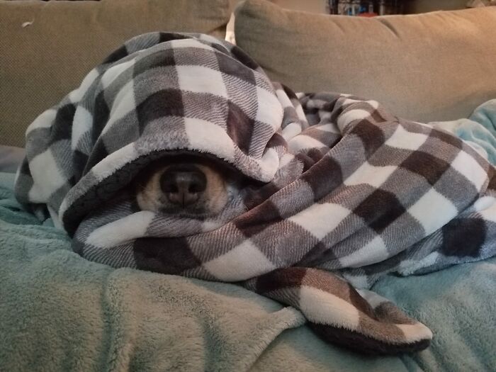 People Post Pics Of Hidden Dogs And The Difficulty Of Finding Them Ranges From 0 To 100