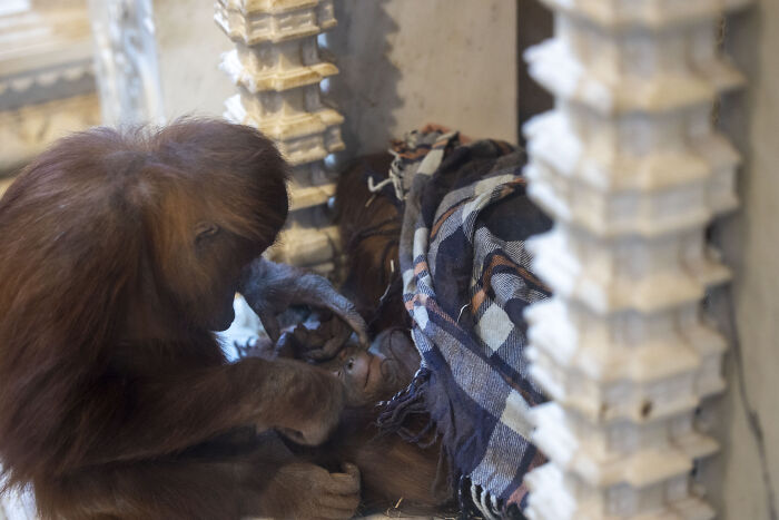 The Family Of Orangutans That Went Viral For Making Friends With Otters Now Celebrates The Birth Of Their “Oranguson” The Family Of Orangutans That Went Viral For Making Friends With Otters Now Celebrates The Birth Of Their “Oranguson”