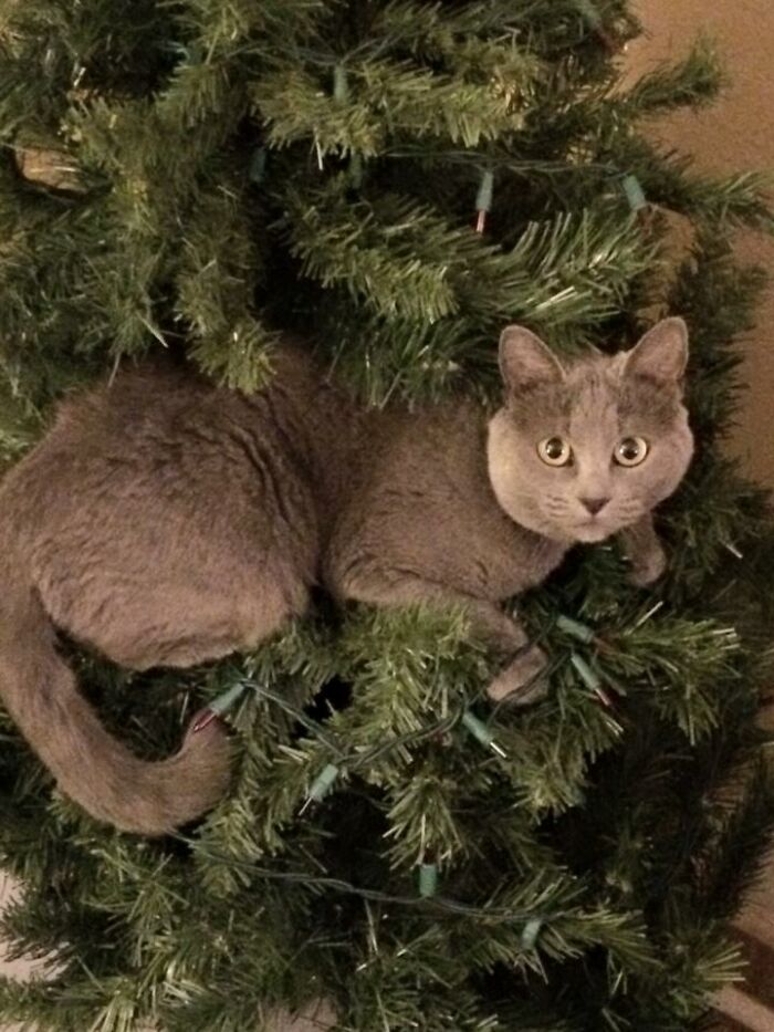 Hey Pandas, Share Your Christmas Tree With Us (Closed) Hey Pandas, Share Your Christmas Tree With Us (Closed)