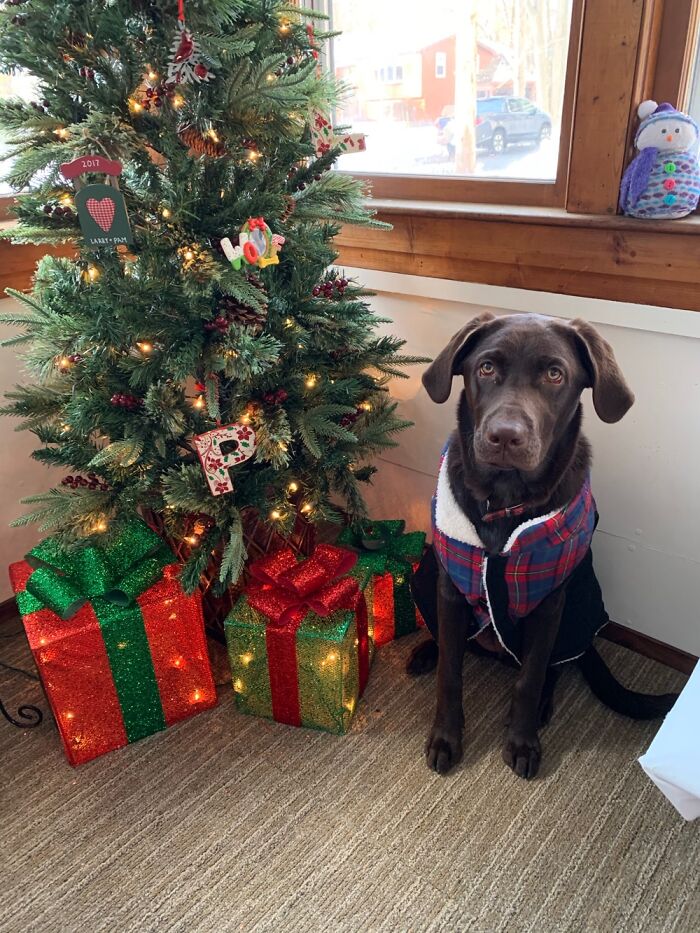 Hey Pandas, Share Your Christmas Tree With Us (Closed) Hey Pandas, Share Your Christmas Tree With Us (Closed)