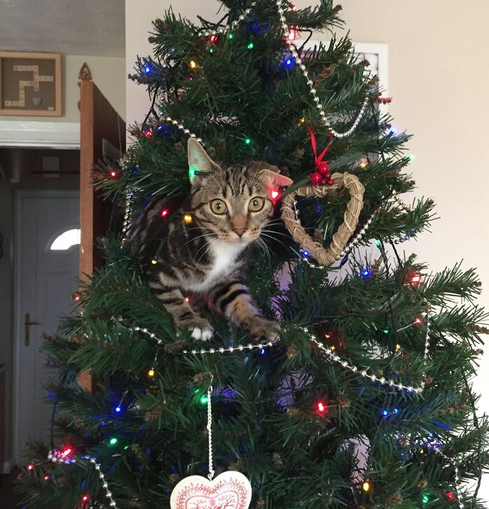 Hey Pandas, Share Your Christmas Tree With Us (Closed) Hey Pandas, Share Your Christmas Tree With Us (Closed)