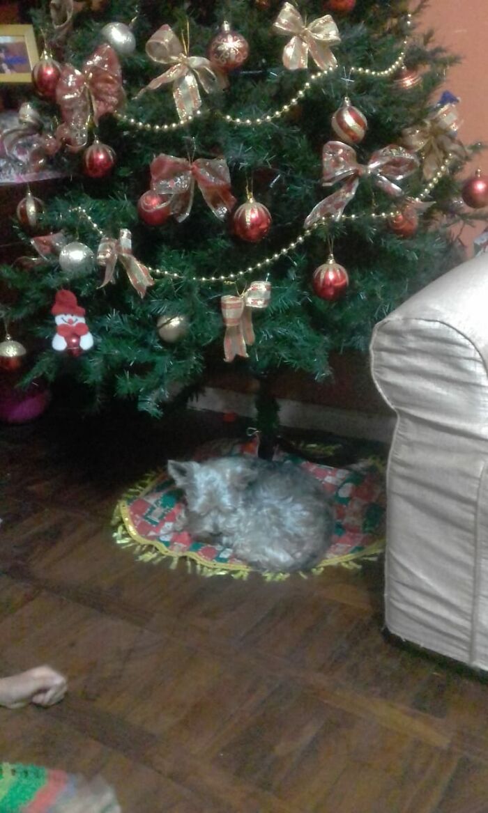 Hey Pandas, Share Your Christmas Tree With Us (Closed) Hey Pandas, Share Your Christmas Tree With Us (Closed)