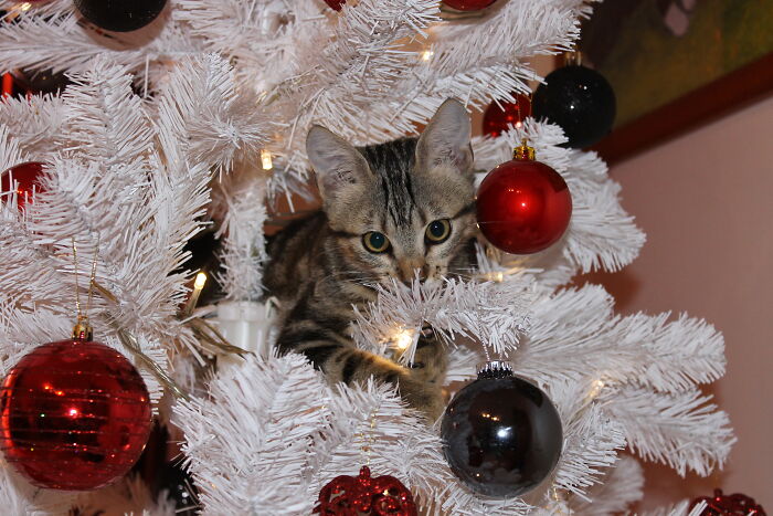 Hey Pandas, Share Your Christmas Tree With Us (Closed) Hey Pandas, Share Your Christmas Tree With Us (Closed)