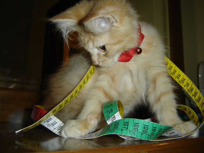 Hey Pandas, Share Your Christmas Tree With Us (Closed) Hey Pandas, Share Your Christmas Tree With Us (Closed)