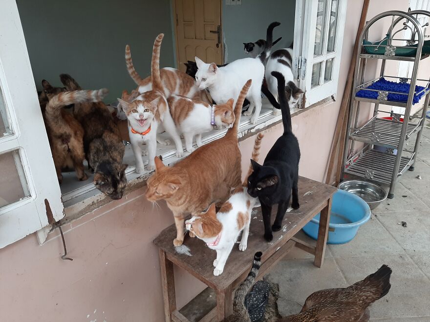 Vietnam’s First Farm Sanctuary And Animal Rescue Helps All Kinds Of Animals Who Are Suffering From Cruelty And Neglect Vietnam’s First Farm Sanctuary And Animal Rescue Helps All Kinds Of Animals Who Are Suffering From Cruelty And Neglect