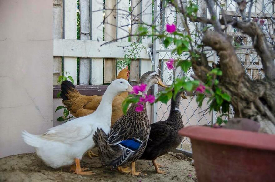 Vietnam’s First Farm Sanctuary And Animal Rescue Helps All Kinds Of Animals Who Are Suffering From Cruelty And Neglect Vietnam’s First Farm Sanctuary And Animal Rescue Helps All Kinds Of Animals Who Are Suffering From Cruelty And Neglect