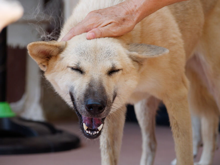 Vietnam’s First Farm Sanctuary And Animal Rescue Helps All Kinds Of Animals Who Are Suffering From Cruelty And Neglect Vietnam’s First Farm Sanctuary And Animal Rescue Helps All Kinds Of Animals Who Are Suffering From Cruelty And Neglect
