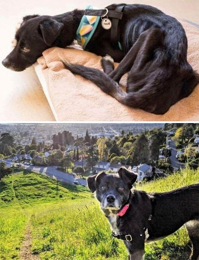 30 Dog Photos Before & After Their Life-Changing Adoption (New Pics) 30 Dog Photos Before & After Their Life-Changing Adoption (New Pics)