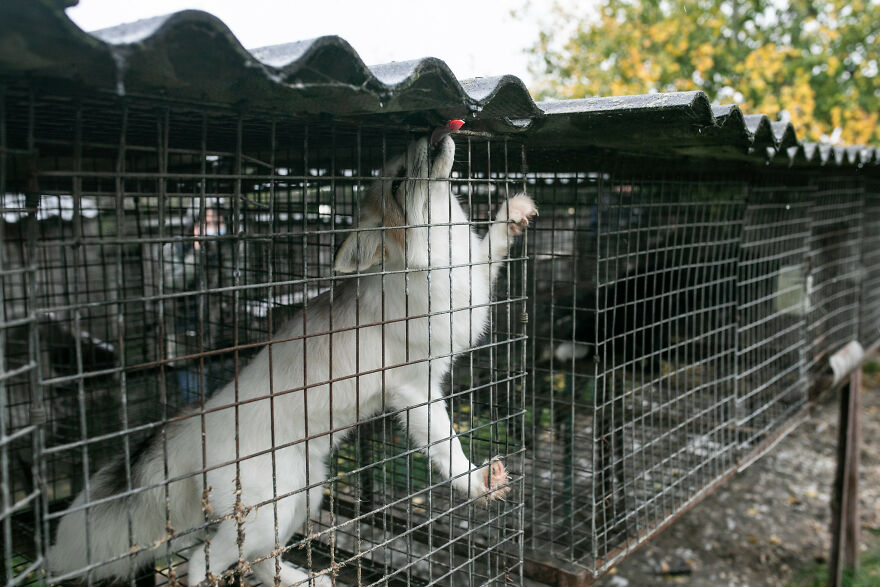 Fox Escapes From Her Cage In A Fur Farm, Gets Spotted By Activists And Rescued Fox Escapes From Her Cage In A Fur Farm, Gets Spotted By Activists And Rescued