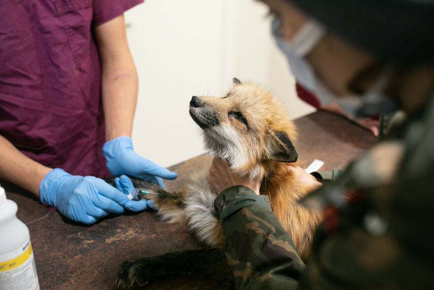 Fox Escapes From Her Cage In A Fur Farm, Gets Spotted By Activists And Rescued Fox Escapes From Her Cage In A Fur Farm, Gets Spotted By Activists And Rescued