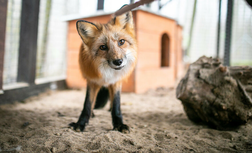 Fox Escapes From Her Cage In A Fur Farm, Gets Spotted By Activists And Rescued Fox Escapes From Her Cage In A Fur Farm, Gets Spotted By Activists And Rescued