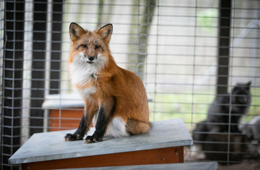 Fox Escapes From Her Cage In A Fur Farm, Gets Spotted By Activists And Rescued Fox Escapes From Her Cage In A Fur Farm, Gets Spotted By Activists And Rescued