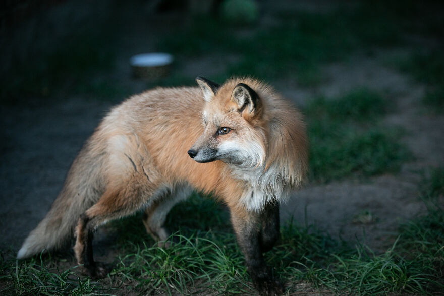 Fox Escapes From Her Cage In A Fur Farm, Gets Spotted By Activists And Rescued Fox Escapes From Her Cage In A Fur Farm, Gets Spotted By Activists And Rescued