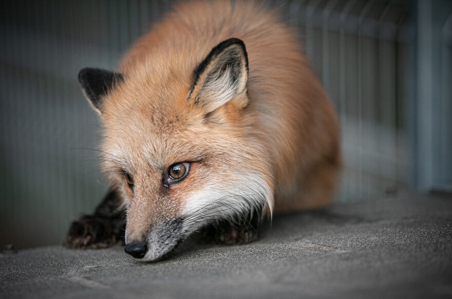 Fox Escapes From Her Cage In A Fur Farm, Gets Spotted By Activists And Rescued Fox Escapes From Her Cage In A Fur Farm, Gets Spotted By Activists And Rescued