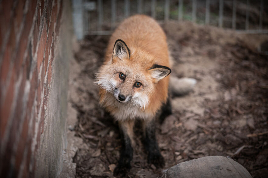 Fox Escapes From Her Cage In A Fur Farm, Gets Spotted By Activists And Rescued Fox Escapes From Her Cage In A Fur Farm, Gets Spotted By Activists And Rescued