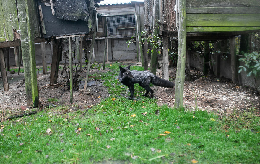 Fox Escapes From Her Cage In A Fur Farm, Gets Spotted By Activists And Rescued Fox Escapes From Her Cage In A Fur Farm, Gets Spotted By Activists And Rescued