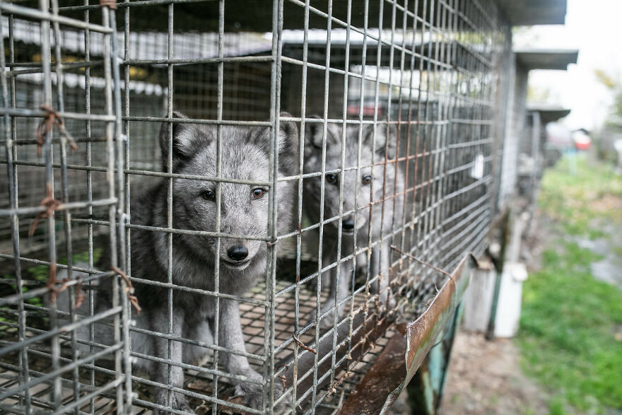 Fox Escapes From Her Cage In A Fur Farm, Gets Spotted By Activists And Rescued Fox Escapes From Her Cage In A Fur Farm, Gets Spotted By Activists And Rescued
